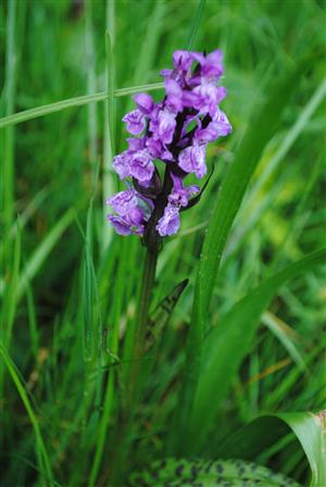 Dactylorhiza