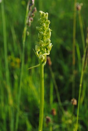 Platanthera bifolia