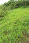 Suchomilné travinnobylinné a krovinové porasty na vápnitom podloží (*dôležité stanovištia Orchideaceae) (24.6.2023)