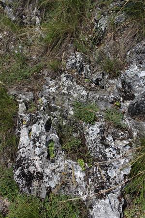 Záber na monitorovaný biotop. 