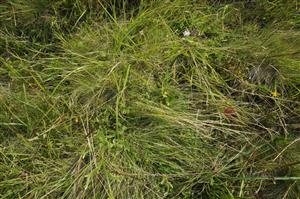 Detail porastu s Nardus stricta a Lycopodium clavatum