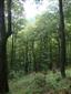 Javorovo-bukové horské lesy (12.9.2013)