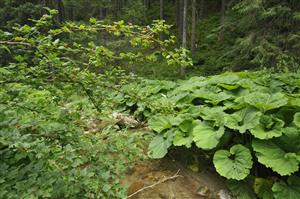 Ribes alpinum v poraste deväťsilov