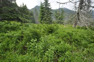 Porast Athyrium alpestre v rozvoľnenom smrekovom lese s horskými druhmi - Gentiana asclepiadea, Vaccinium myrtillus, Calamagrostis villosa