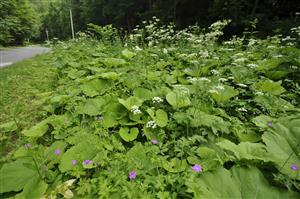 Porast deväťsilov s Geranium palustre, Chaerophyllum aromaticum