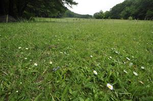 Vplyv intenzívnej pastvy - nízky porast Lk3 s prevahou Trifolium repens, Bellis perennis, Lolium perenne, Prunella vulgaris a ďalších druhov znášajúcich ohryz, zdupávanie a eutrofizáciu