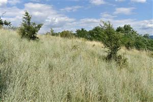 Porast s dominanciou druhu Xeranthemum cylindraceum