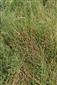 Porast Trifolium striatum