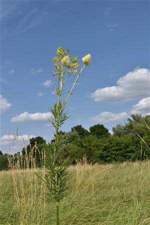 Thalictrum flavum