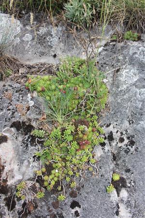 Záber na monitorovaný biotop. 
