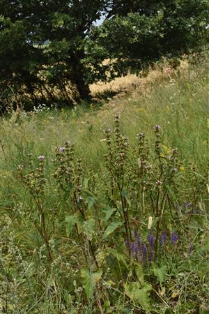Porast Phlomis tuberosa