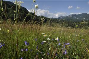 Campanula serrata a Knautia kitaibelii v poraste