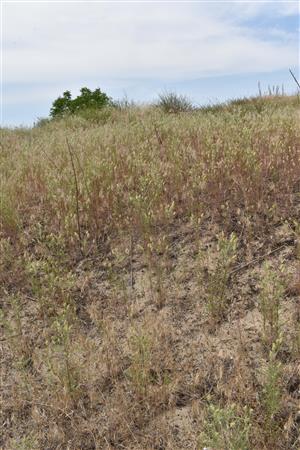 Pohľad do porastu s dominanciou druhov Bromus tectorum a Psyllium arenarium
