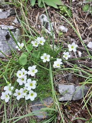 Minuartia Langii, v pozadí listy Lasertipium latifolium.