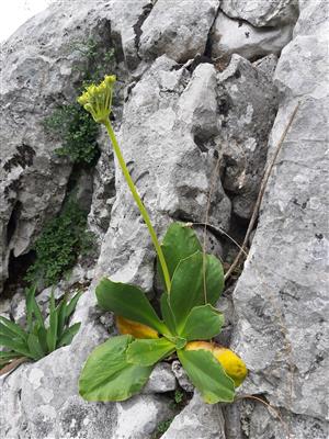 Primula auricula v době návštěvy po odkvětu.