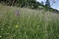 Gladiolus imbricatus v poraste