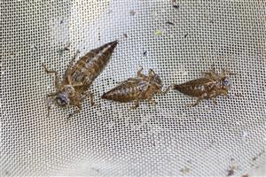 Cordulegaster heros -larvy nazbierané na TML