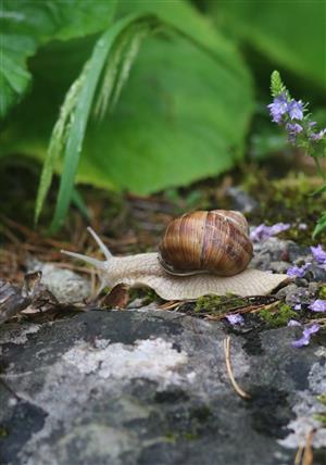 slimak zahradny 