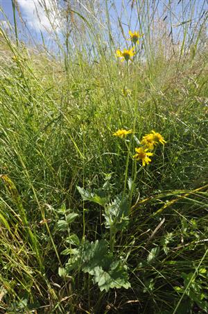 Senecio subalpinus