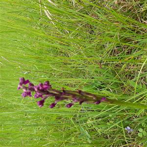 Orchis morio