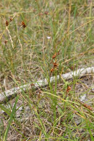 Carex liparocarpos