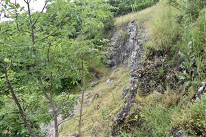 Bočný pohľad na stenu vápencového lomu s okolitou vegetáciou a so zmladenými jedincami Fraxinus excelsior.
