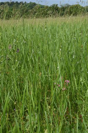 Pohľad do porastu s druhmi Alopecurus pratensis, Carex melanostachya, C. praecox, Galium verum, Lychnis flos-cuculi, Poa trivialis, Symphytum officinale, etc.