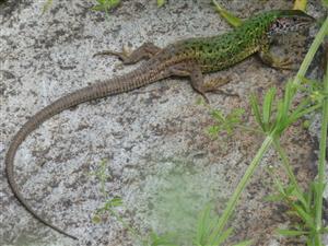 Lacerta viridis