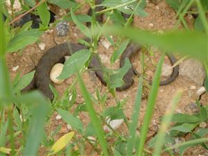 Natrix tesselata sa vyhrieva