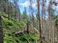 Smrekovcovo-limbové lesy (19.7.2023)