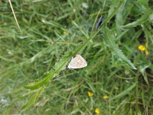 Polyommatus icarus na vegetacii