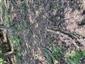 Teplomilné panónske dubové lesy (16.6.2023)