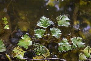 Fragmenty porastov s druhom Trapa natans.