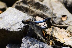Orthetrum cancellatum