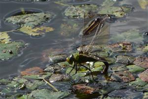 Anax imperator 