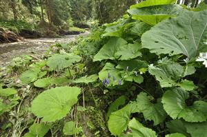Aconitum variegatum v poraste Petasites hybridus