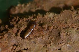 Prostomis mandibularis