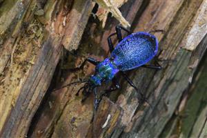 Carabus intricatus