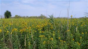 súvislé porasty Solidago gigantea, v ďalšej sukcesii nastupujú kroviny...