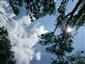Lužné dubovo-brestovo-jaseňové lesy okolo nížinných riek (15.6.2023)
