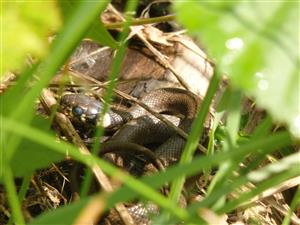 Natrix natrix