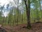 trasochvost biely (30.4.2023)
