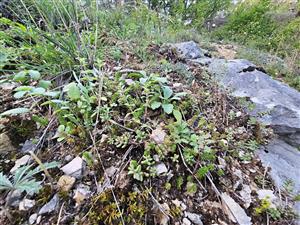 Biotop, spodná časť TML.