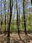 Karpatské a panónske dubovo-hrabové lesy (4.5.2023)