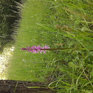pohľad do porastu. Orchis mascula