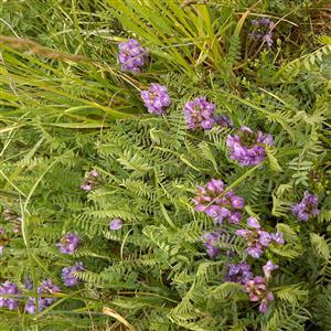 Astragalus danicus