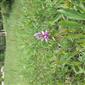 Suchomilné travinnobylinné a krovinové porasty na vápnitom podloží (*dôležité stanovištia Orchideaceae) (13.5.2023)