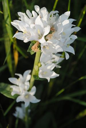 Campanula glomerata 2