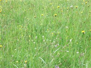 Pohľad na spoločenstvo biotopu Lk1 