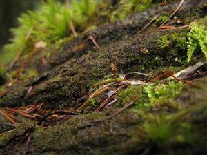 záber na hnijúce drevo s stopkou výtrusnice Buxbaumia viridis naTMP_1